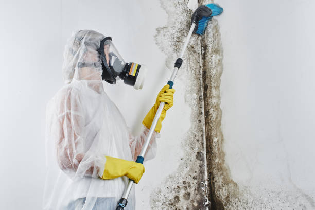 Best Residential Mold Removal  in Discovery Bay, CA