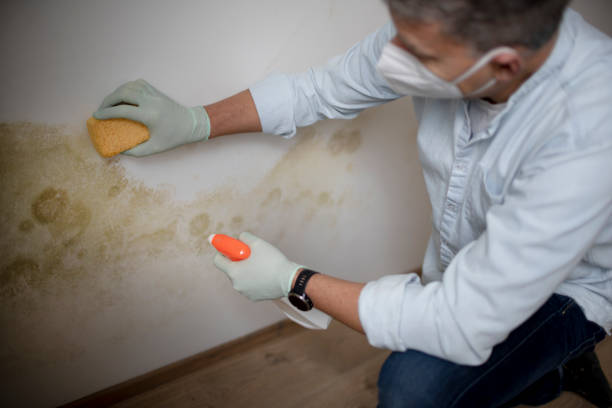 Discovery Bay, CA Mold Removal Company