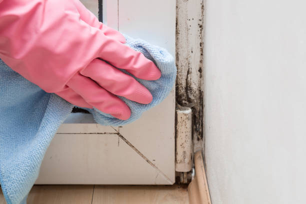 Best Black Mold Removal  in Discovery Bay, CA